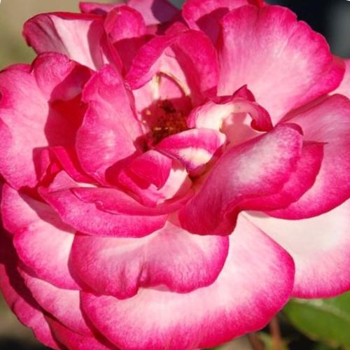 Bílá s karmínově růžovým okrajem - Stromkové růže s květmi čajohybridů - stromková růže s rovnými stonky v koruně